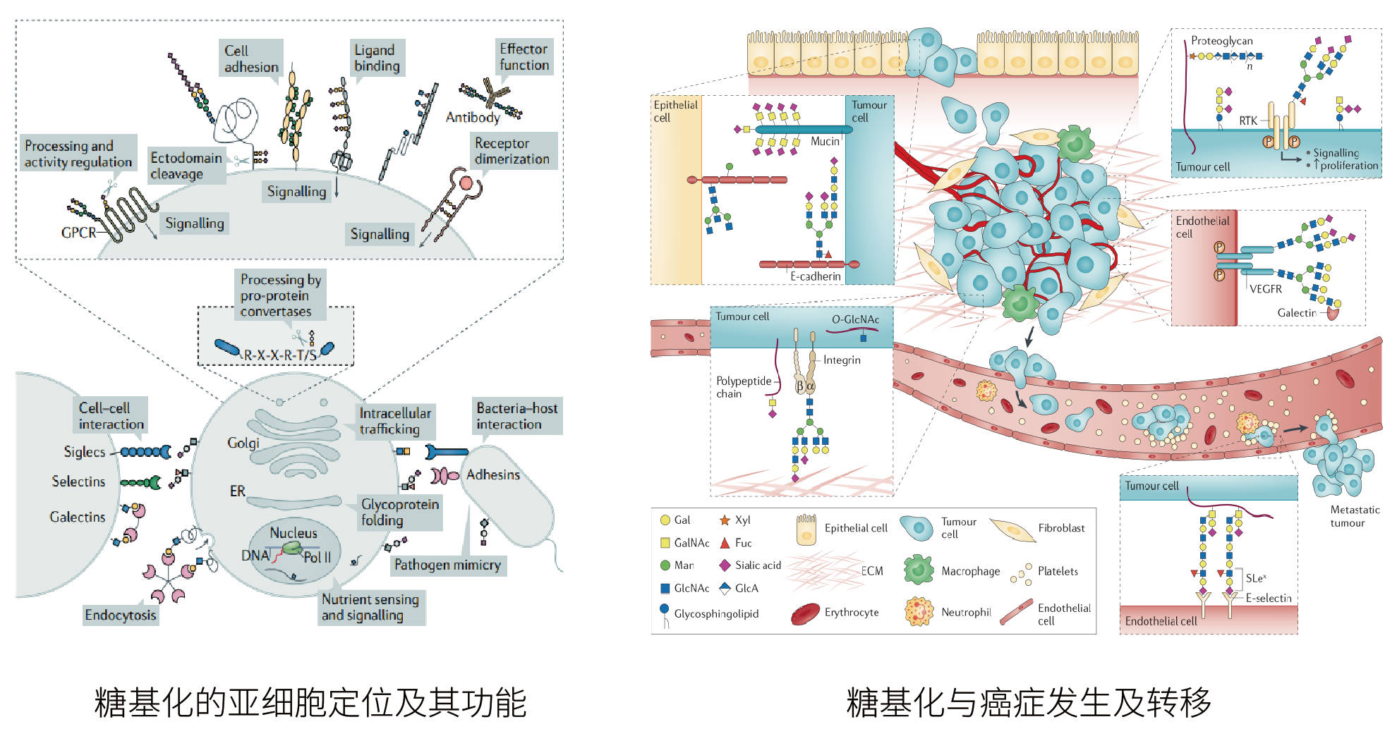 应用领域